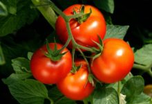 أول-ظهور-للبندورة-في-حلب